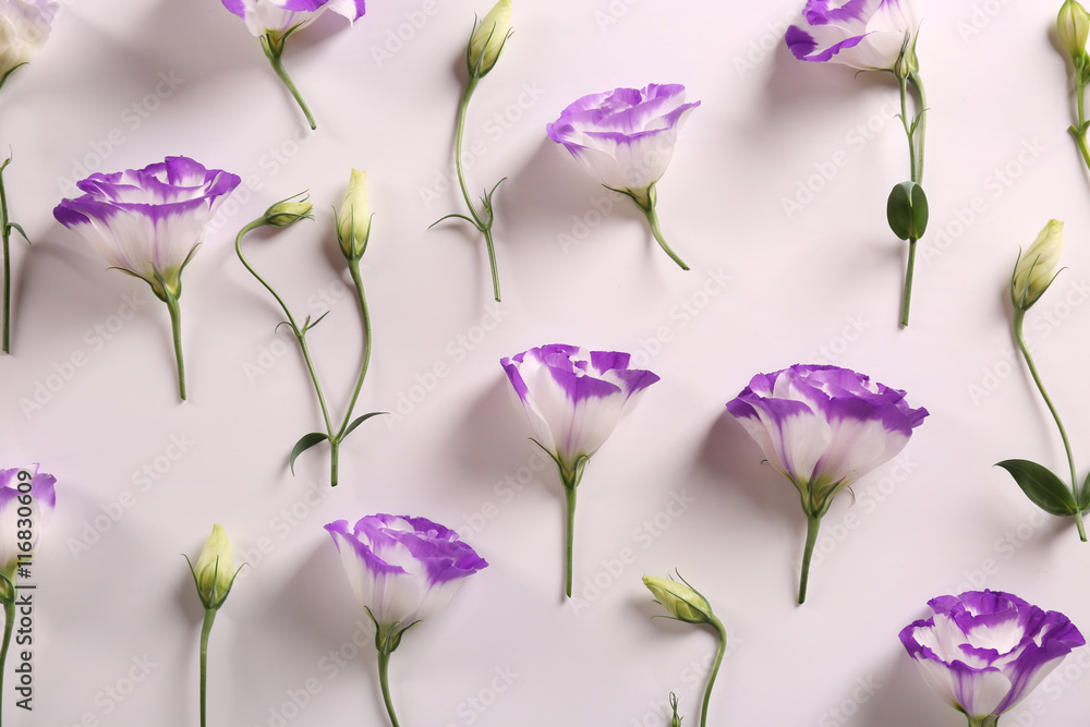 Beautiful flowers on white background