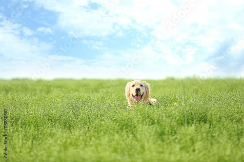 Fototapeta Naklejka Na Ścianę i Meble -  Cute retriever in green field