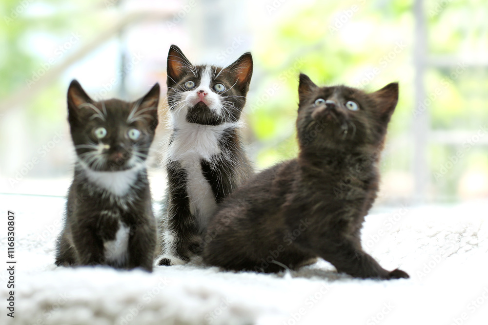 Cute small cats on windowsill