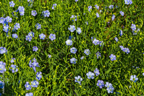 Flowering blue flax field.