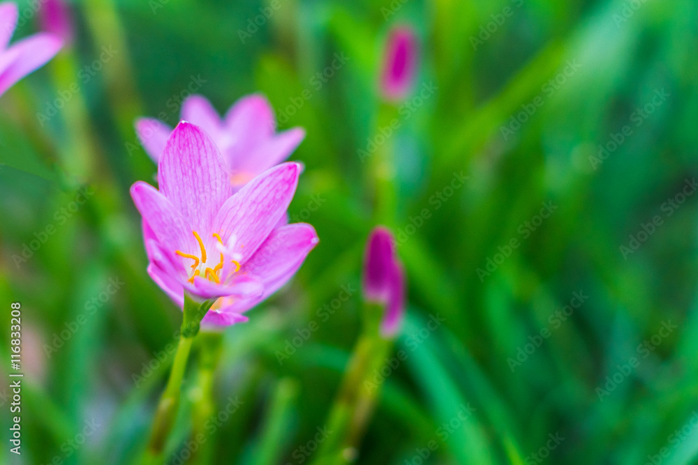 Selective focus Pink flower Zephyranthes grandiflora Selective focus Pink flower Zephyranthes grandiflora