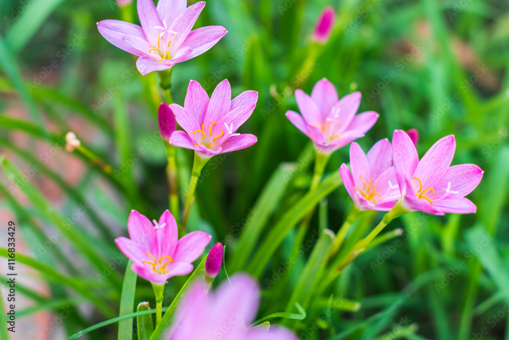 Selective focus Pink flower Zephyranthes grandiflora Selective focus Pink flower Zephyranthes grandiflora