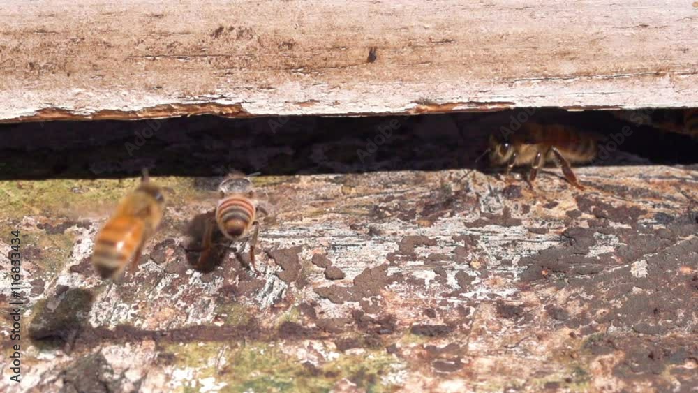 Macro shot of bees landing and entering a beehive. Shot with a high-speed camera.