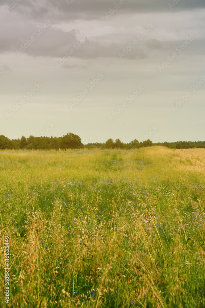 Overgrown with weeds farmland lupine background