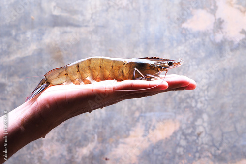 Close up of Vannamei shrimp broodstock on a hand. photo