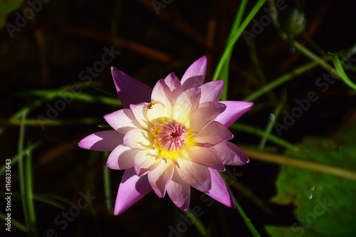 Pink lotus flower on blur background.