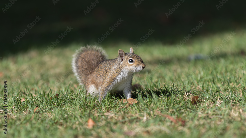 Squirrel Staring, Winter Park, Orlando, Florida Squirrel Staring, Winter Park, Orlando, Florida