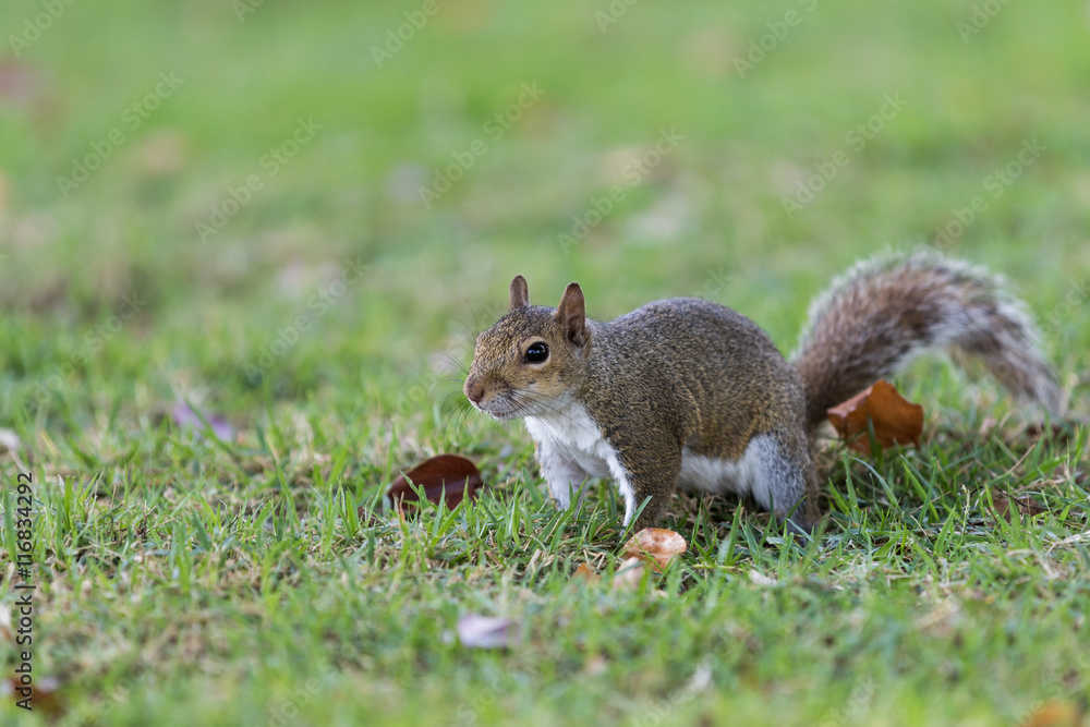 Squirrel Staring, Winter Park, Orlando, Florida Squirrel Staring, Winter Park, Orlando, Florida