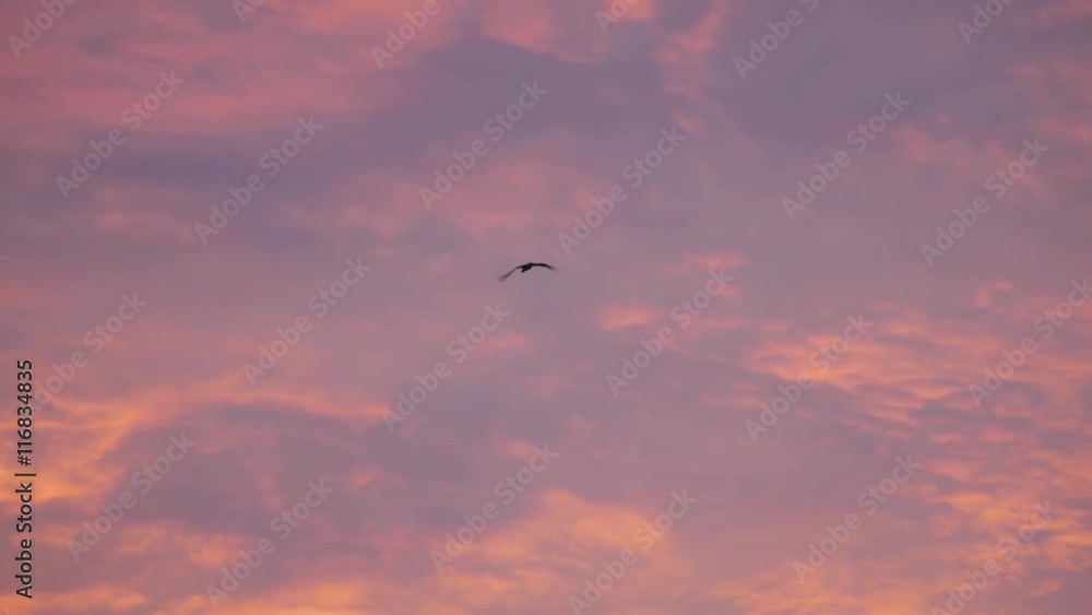 Seagull flying on sunset sky background Seagull flying on sunset sky background