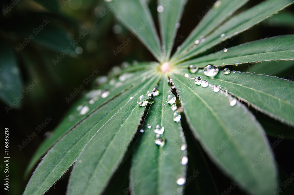 leaf with rain drops leaf with rain drops