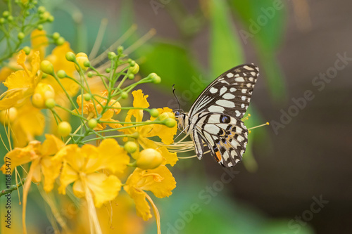 Lime Butterfly in brown and yellow bands with blue spots feeding on yellow flowers of Caesalpina in Thailand, Asia (Papilio demoleus) photo