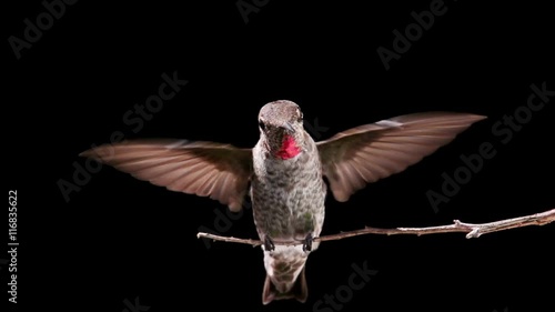 Hummingbird landing and taking off from a branch. Shot with a high-speed camera.