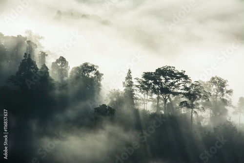 Fog covering the mountain forests © meen_na