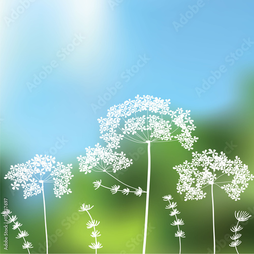 floral wedding invitation, blank menu template design, queen anne’s lace flower 
