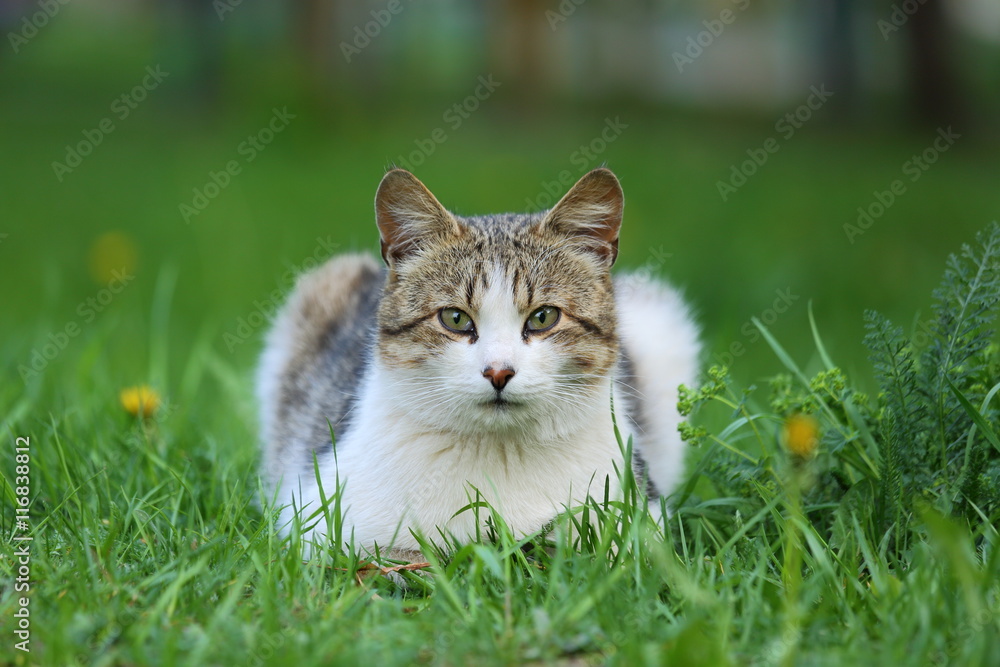 White and gray young cat lying on the grass. Cat looking at the camera. Homeless cat White and gray young cat lying on the grass. Cat looking at the camera. Homeless cat
