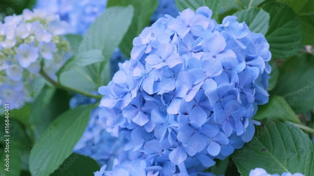 Hydrangea Flowers,in Kokubunji,Tokyo,Japan,Filmed in 4K Hydrangea Flowers,in Kokubunji,Tokyo,Japan,Filmed in 4K