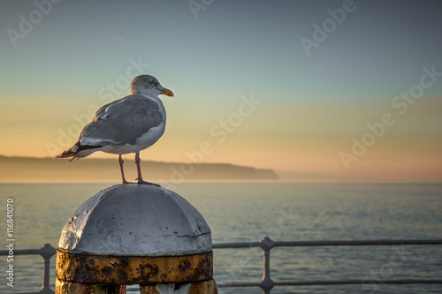 Whitby seagull seascape in Yorkshire England UK photo