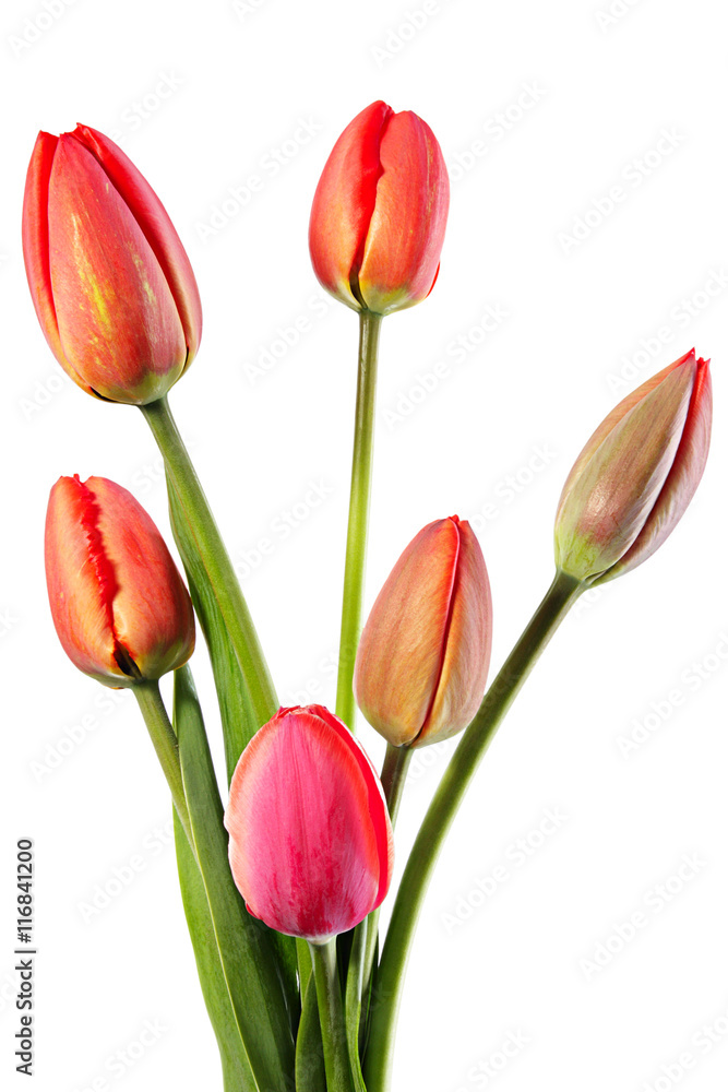 Fototapeta premium Spring flowers