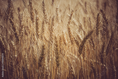 Field of ripe wheat. Macro photo spica grains