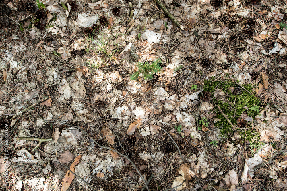 Pine cones and twigs on the forest floor Pine cones and twigs on the forest floor