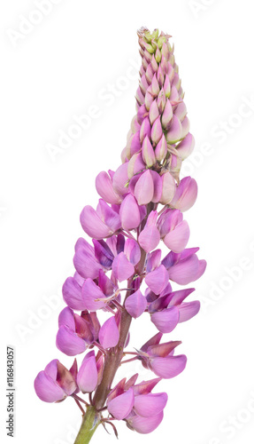 dark pink lupine flower isolated on white