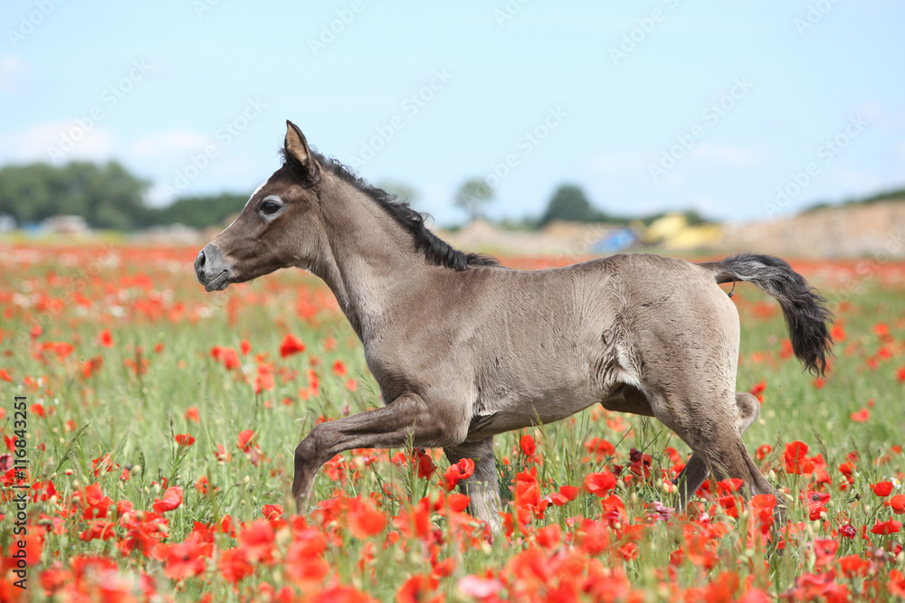 Fototapeta premium Amazing arabian foal running in red poppy field