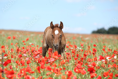 Fototapeta Naklejka Na Ścianę i Meble -  Amazing arabian foal running in red poppy field