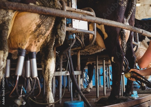 Row of cows being milked photo