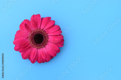 Fototapeta Naklejka Na Ścianę i Meble -  Fuchsia Gerbera flower isolated on blue background.