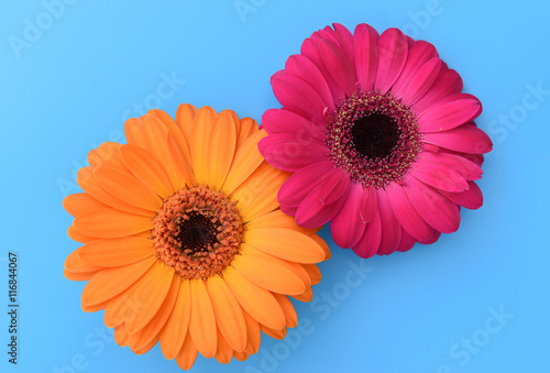 Top view of orange and pink Gerbera flower isolated on blue background.