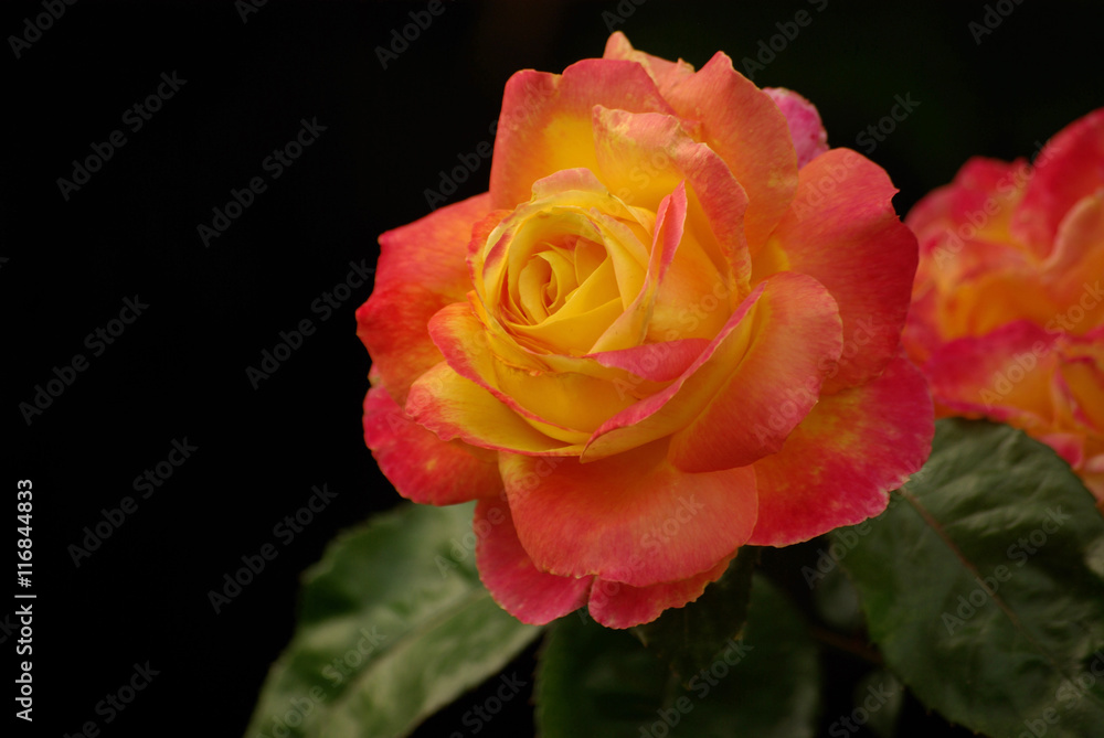 Rose jaune-orangé au mois de mai, Jardin des Plantes Paris Rose jaune-orangé au mois de mai, Jardin des Plantes Paris
