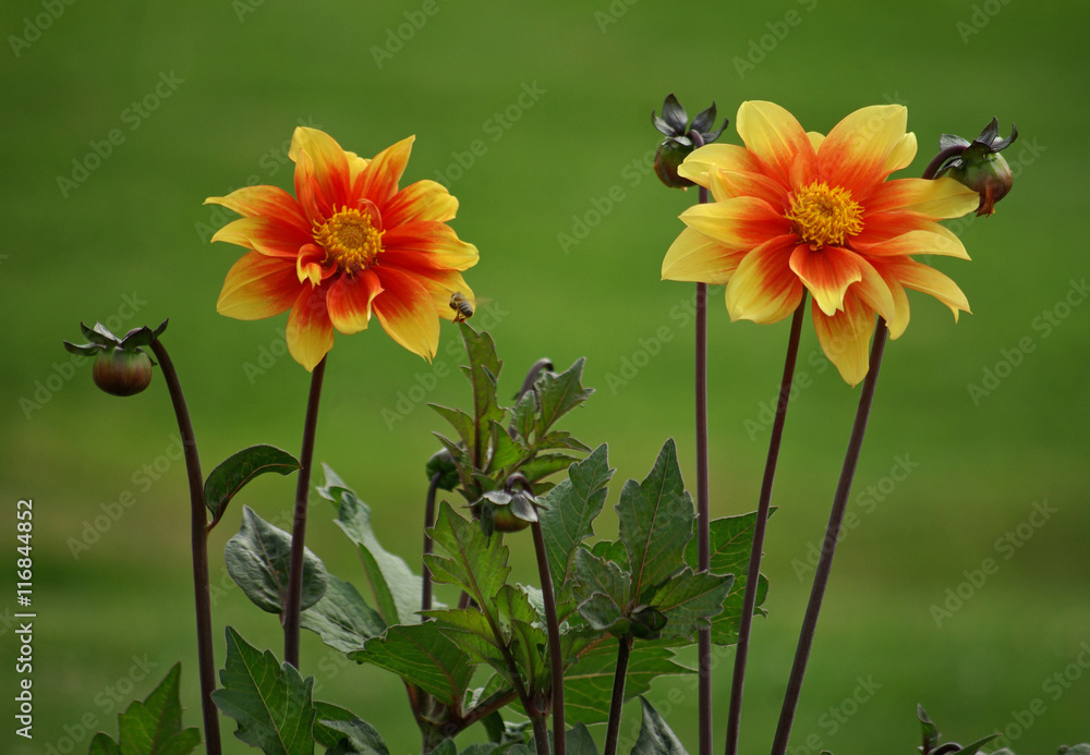 Dahlias jaune et rouge en été, Jardin des Plantes Paris Stock Photo Adobe Stock