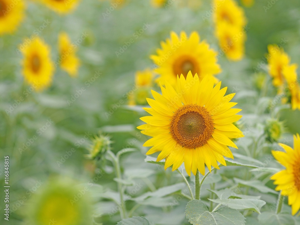 Fototapeta premium ひまわり