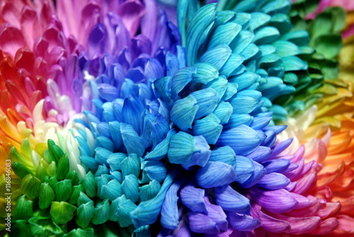 Beautiful chrysanthemums of different colors