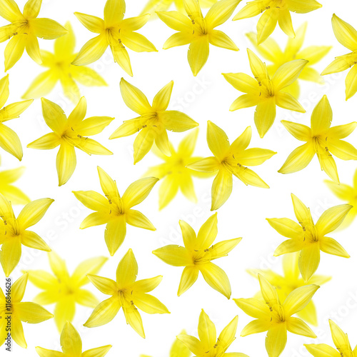 Beautiful floral background with yellow lilies isolated 
