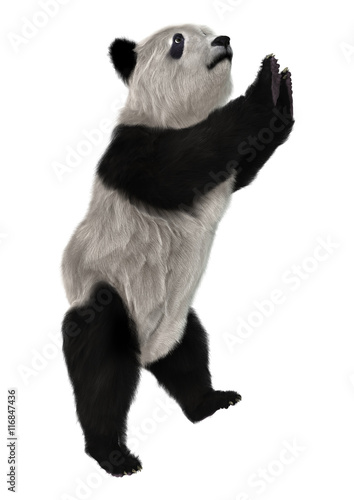 Fototapeta Naklejka Na Ścianę i Meble -  3D Rendering Panda Bear on White