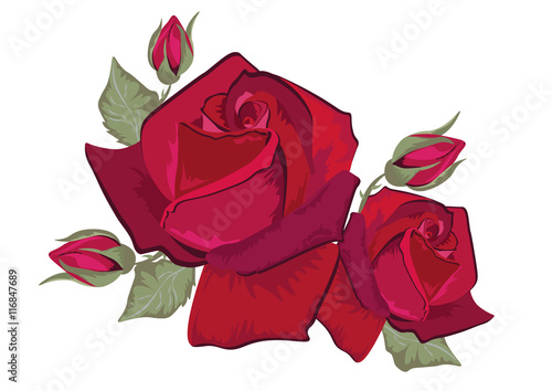 Red Rose isolated on white. Red rose. Vector rose flower for background greet...