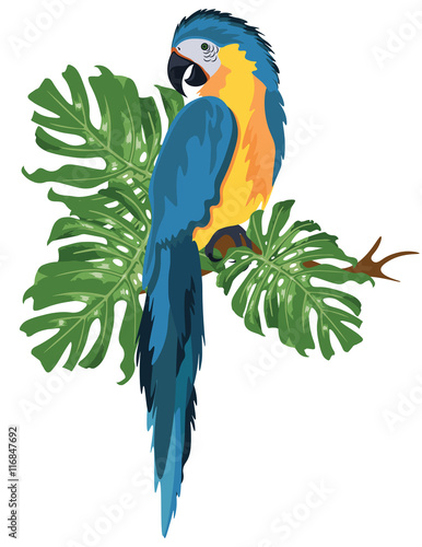 Parrot sitting on a tree branch isolated. Vector tropical birds