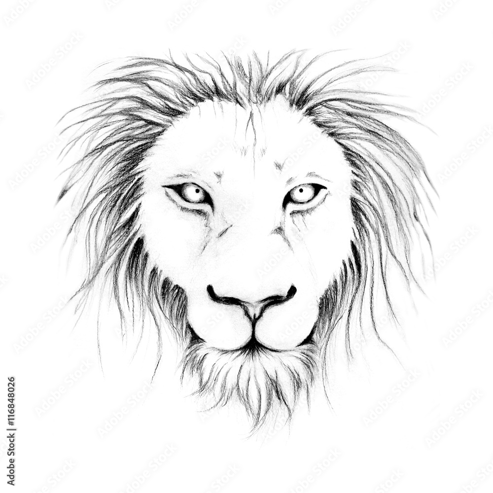 Lion head sketch line art black and white by hand drawing portrait of animal.  Stock Illustration | Adobe Stock