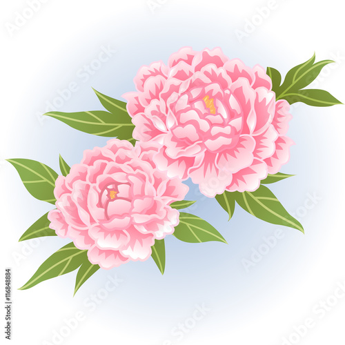 pink peony flower illustration vector