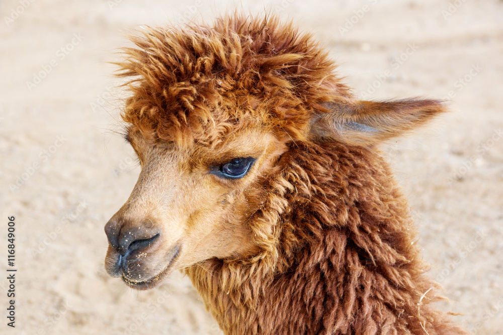 Close up of brown alpaca.