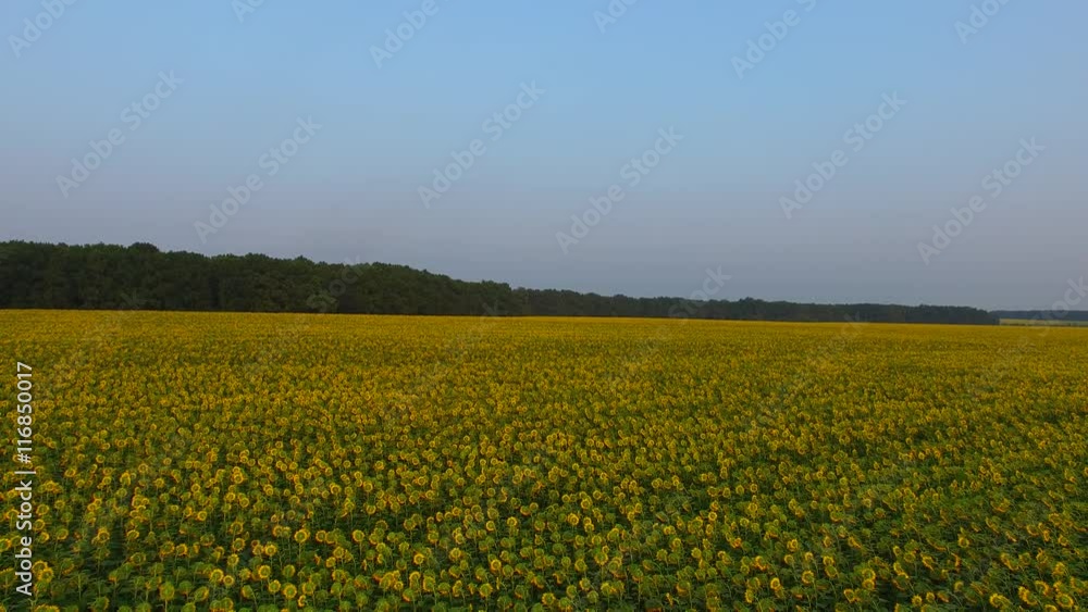 Flying backwards over of fields of fresh sunflowers. Aerial view of a sunflowers during hot summer evening, Ukraine. Flying backwards over of fields of fresh sunflowers. Aerial view of a sunflowers during hot summer evening, Ukraine.