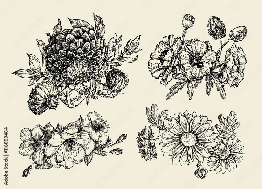 Flowers. Hand drawn sketch flower, poppy, chrysanthemum, dahlia. Vector illustration
