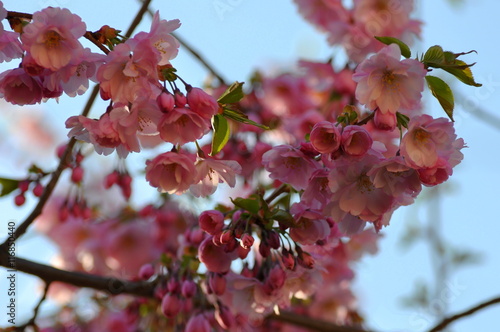 Japanese cherry, flowers