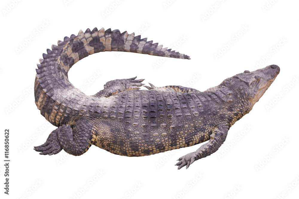 Fototapeta premium crocodile big