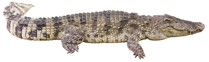 Handdoek met foto Krokodil Grote krokodil in natuurlijke omgeving  © tomkdesign