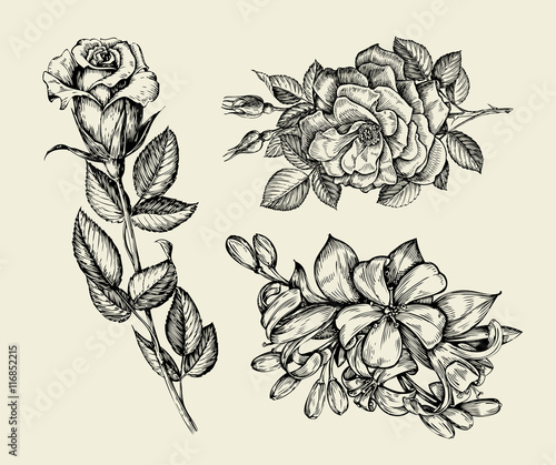 Flowers. Hand drawn sketch flower, rose, floral pattern. Vector illustration