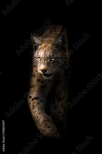 Lynx on black background