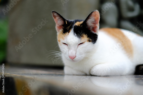 Sleepy Thai cat