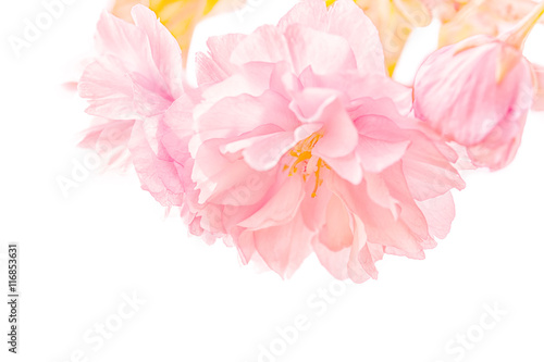 Fototapeta Naklejka Na Ścianę i Meble -  Sakura flower cherry blossom.